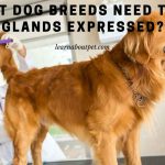 What Dog Breeds Need Their Glands Expressed? 7 Clear Facts