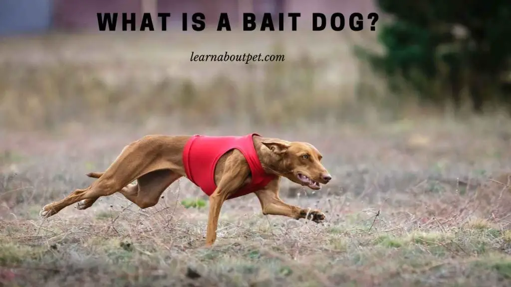 What is a bait dog