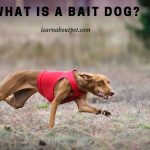 What Is A Bait Dog? 9 Menacing Facts About Bait Dogs