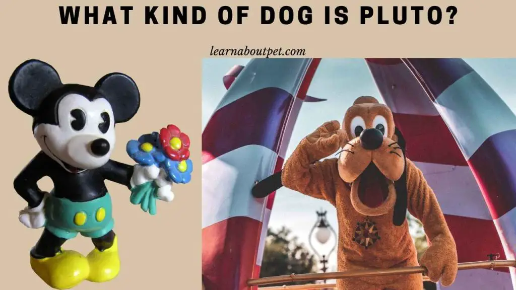 What kind of dog is pluto