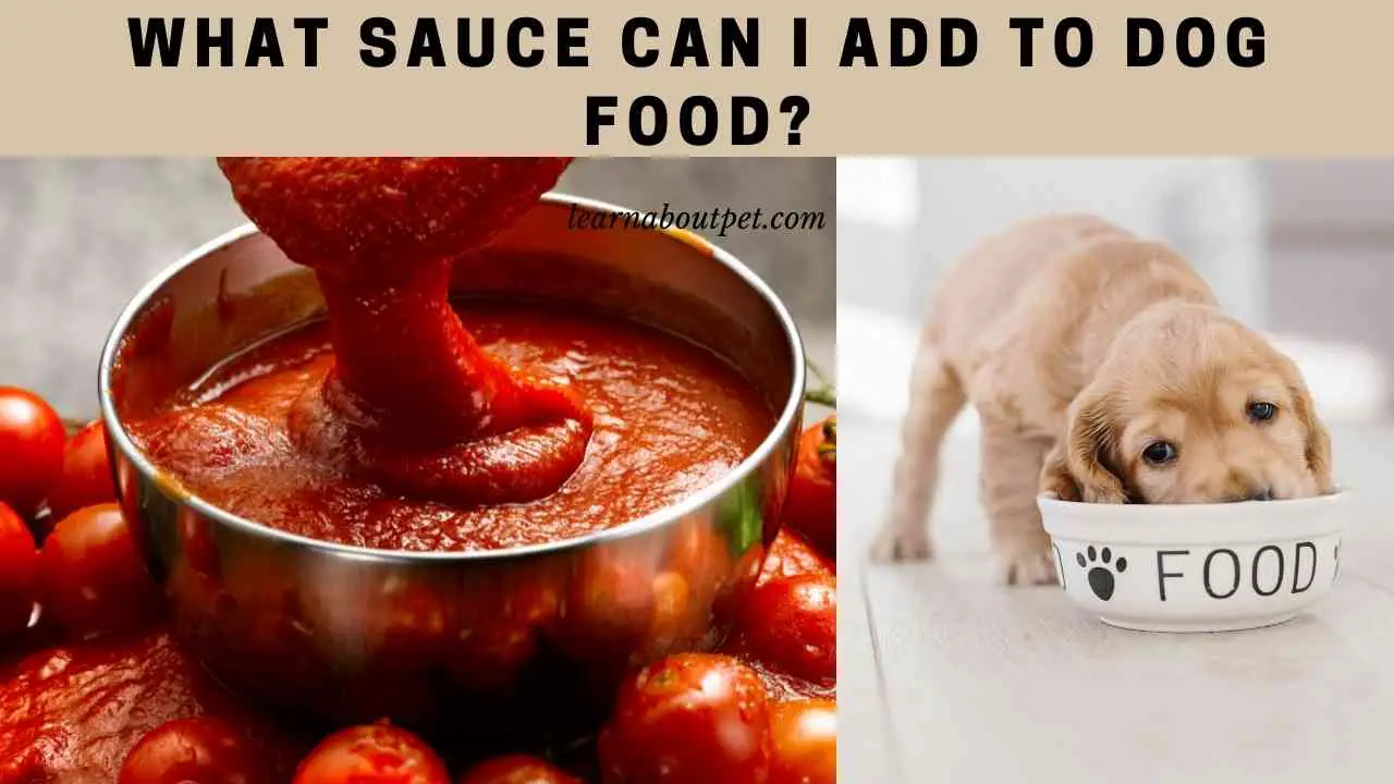 What Sauce Can I Add To Dog Food? 7 Great Dog Foods 2023