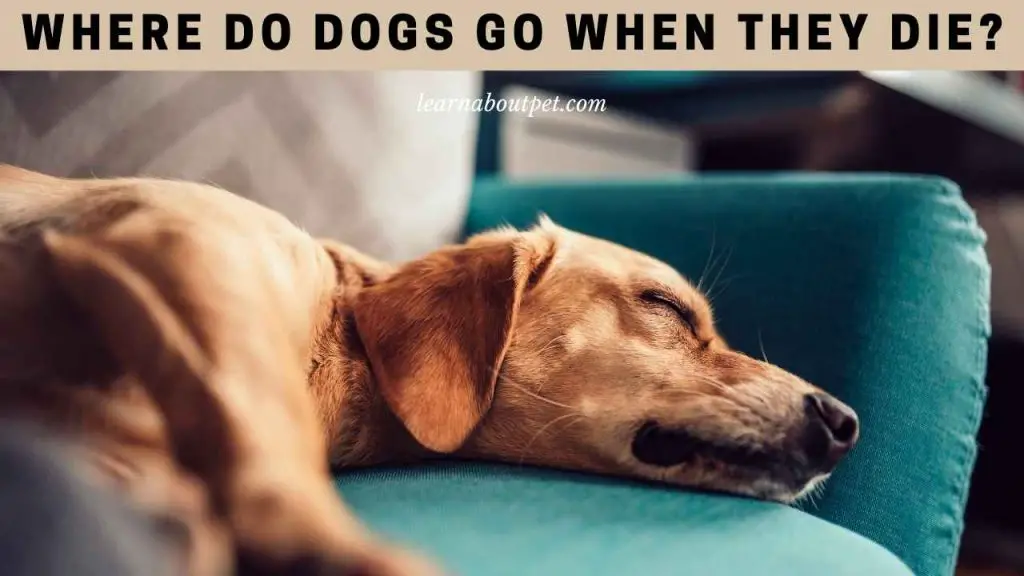 where-do-dogs-go-when-they-die-15-interesting-facts-2023