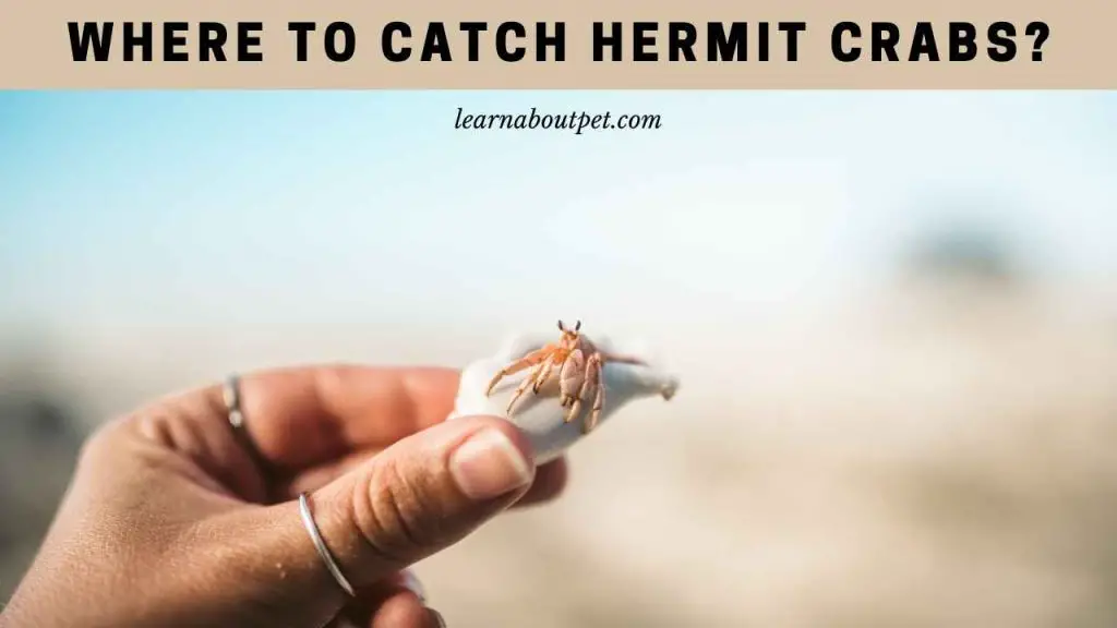 Where to catch hermit crabs