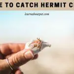 Where To Catch Hermit Crabs? (9 Interesting Facts)
