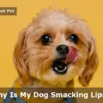 Dog Smacking Lips : 6 Clear Reasons For Dog Lip Smacking Dog Smacking Lips