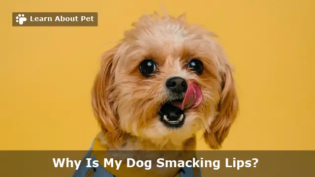 Dog smacking lips