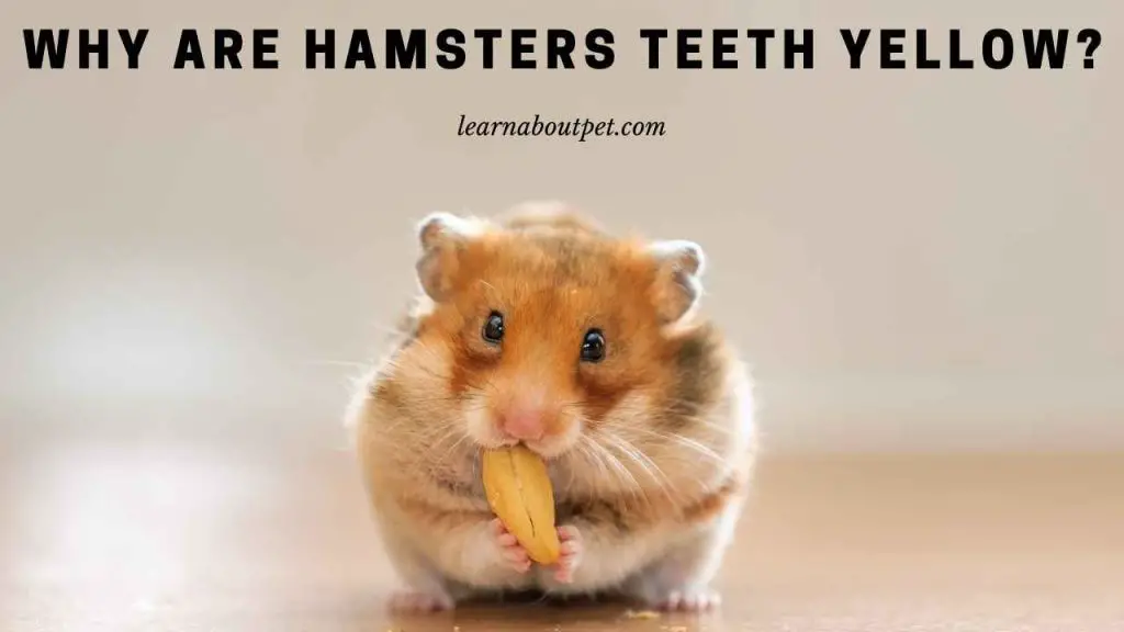 Why are hamsters teeth yellow