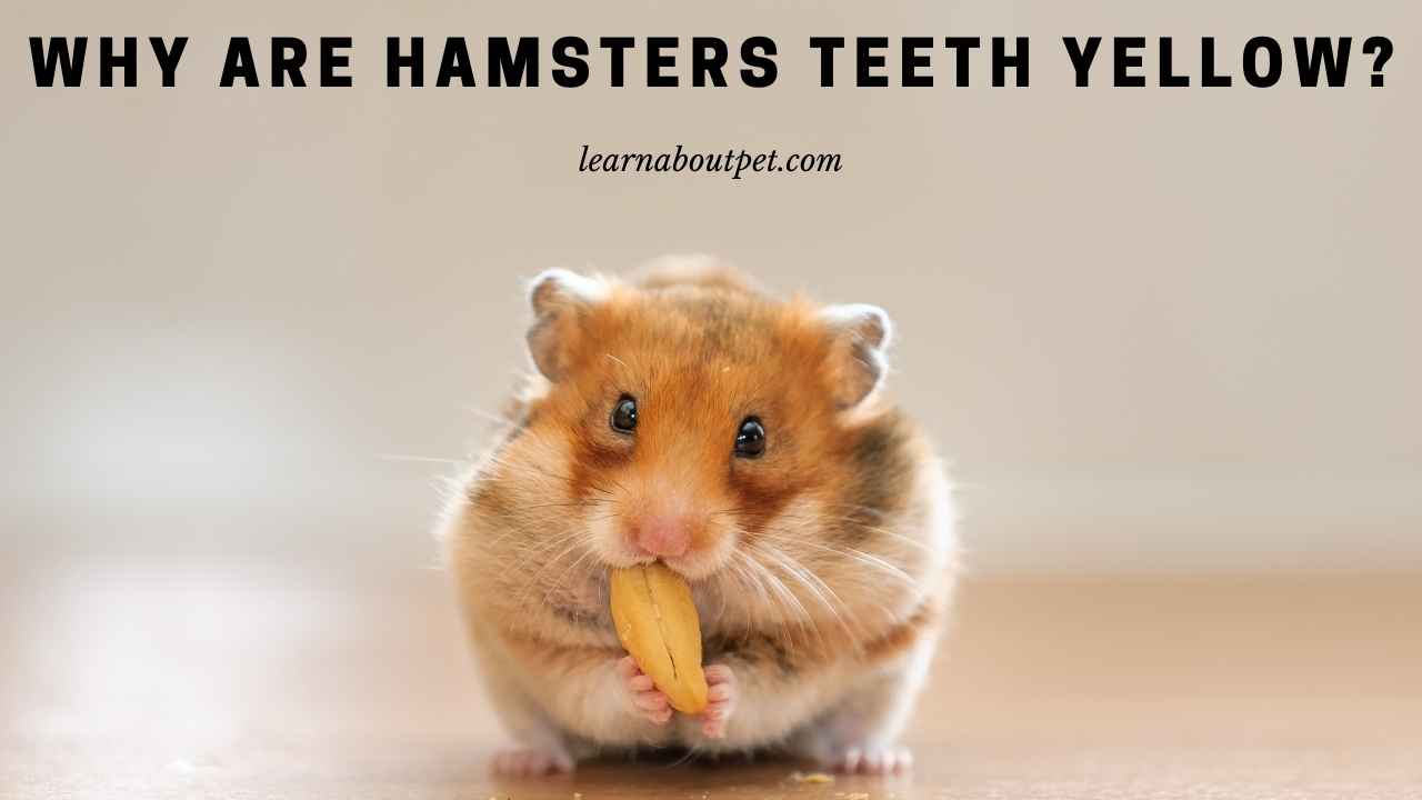 Why Are Hamsters Teeth Yellow? (7 Menacing Facts) 2024