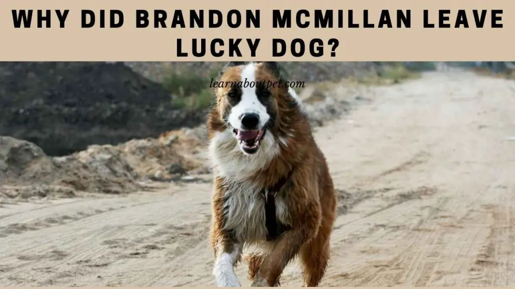 Why did brandon mcmillan leave lucky dog