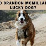 Lucky Dog Ranch : Why Did Brandon McMillan Leave Lucky Dog? 7 Clear Facts