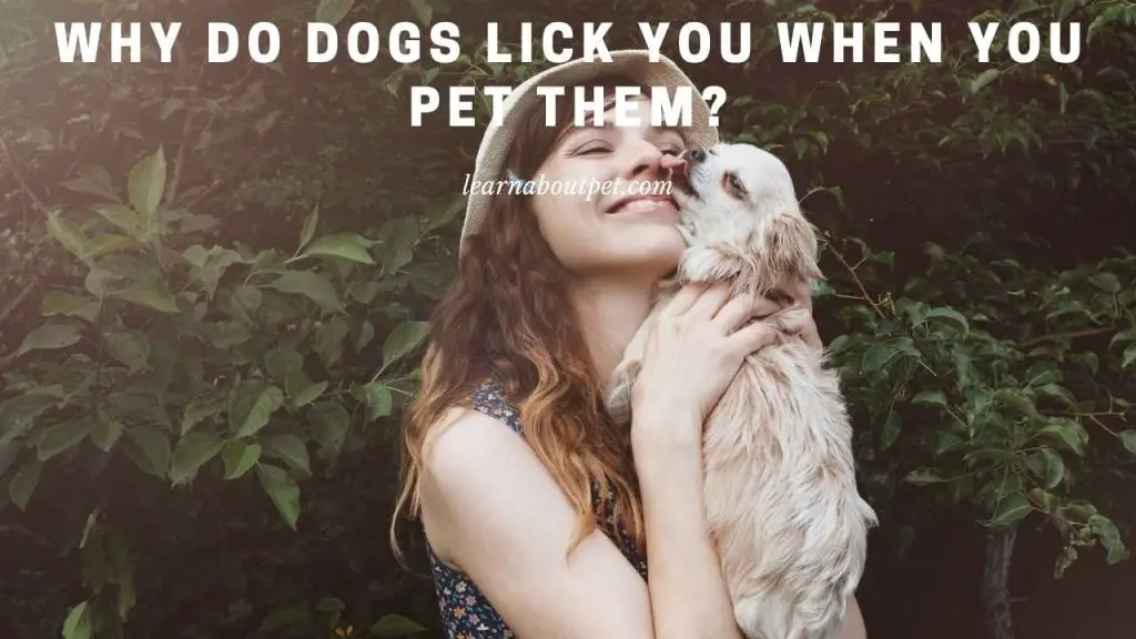 Why do dogs lick you when you pet them