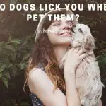 Why do dogs lick you when you pet them