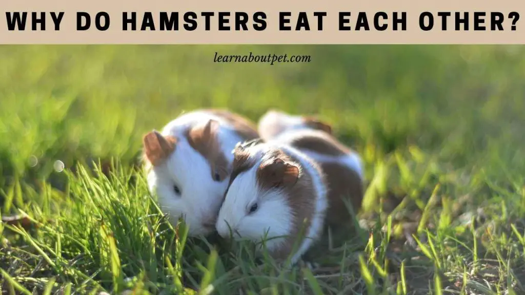 Why do hamsters eat each other