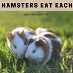 Why Do Hamsters Eat Each Other? (7 Interesting Facts)