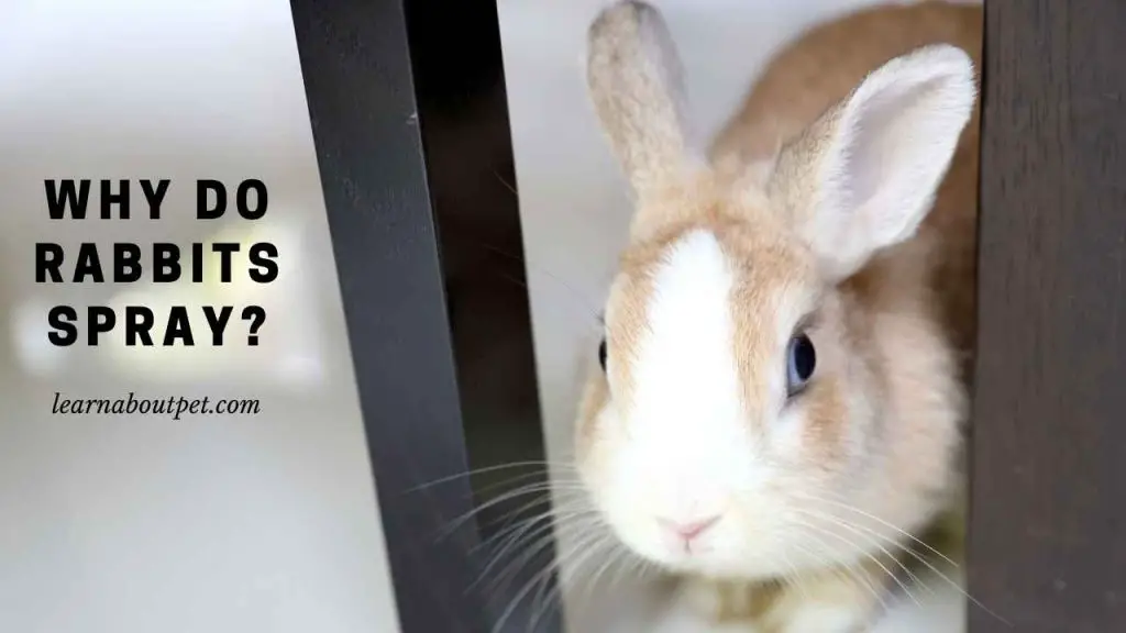 Why Do Rabbits Spray Urine? (9 Menacing Peeing Facts) - 2022
