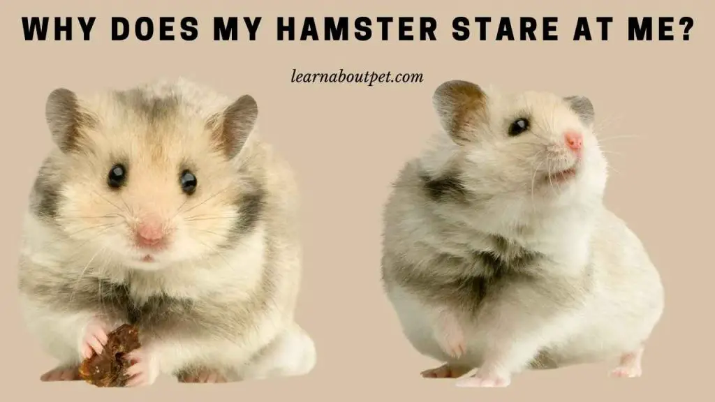 Why does my hamster stare at me