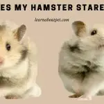 Why Does My Hamster Stare at Me? 7 Interesting Facts