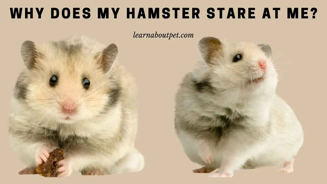 Why Does My Hamster Stare At Me? 7 Interesting Facts - 2023