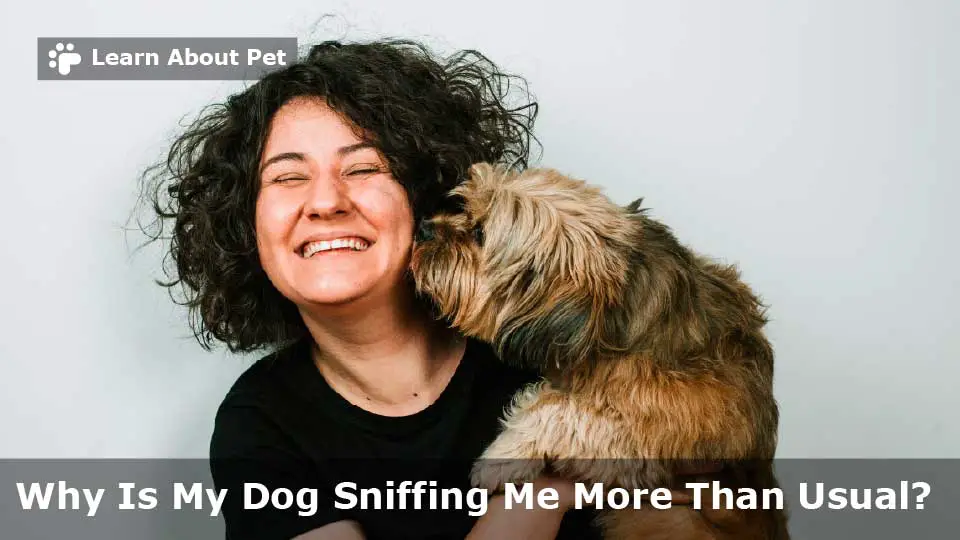 why-is-my-dog-sniffing-me-more-than-usual-7-clear-facts-2024