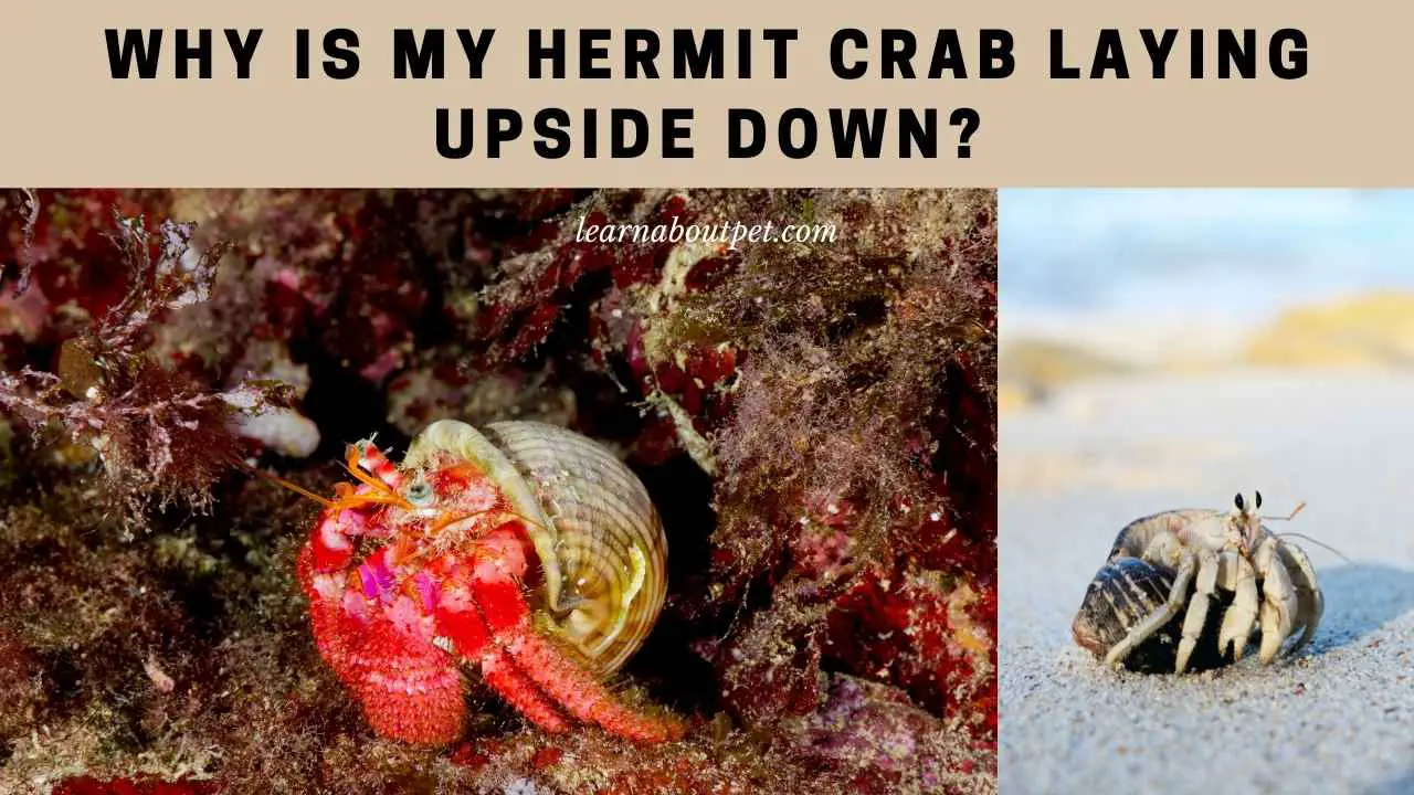 Why Is My Hermit Crab Laying Upside Down? 9 Cool Facts 2024
