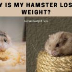 Why is your hamster losing weight