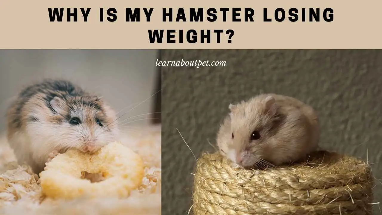 Hamster Losing Weight 9 Clear Tips To Stop Weight Loss