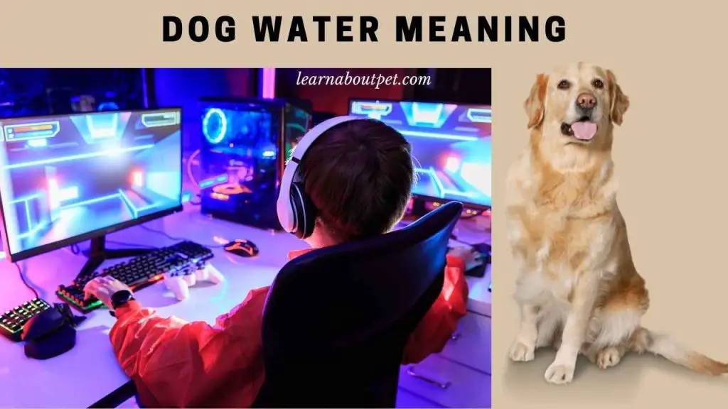 Dog water meaning