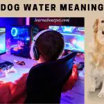 Dog Water Meaning : Where Did DogWater Come From? 7 Clear Facts