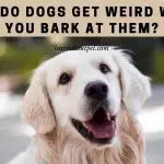 Why Do Dogs Get Weird When You Bark At Them?