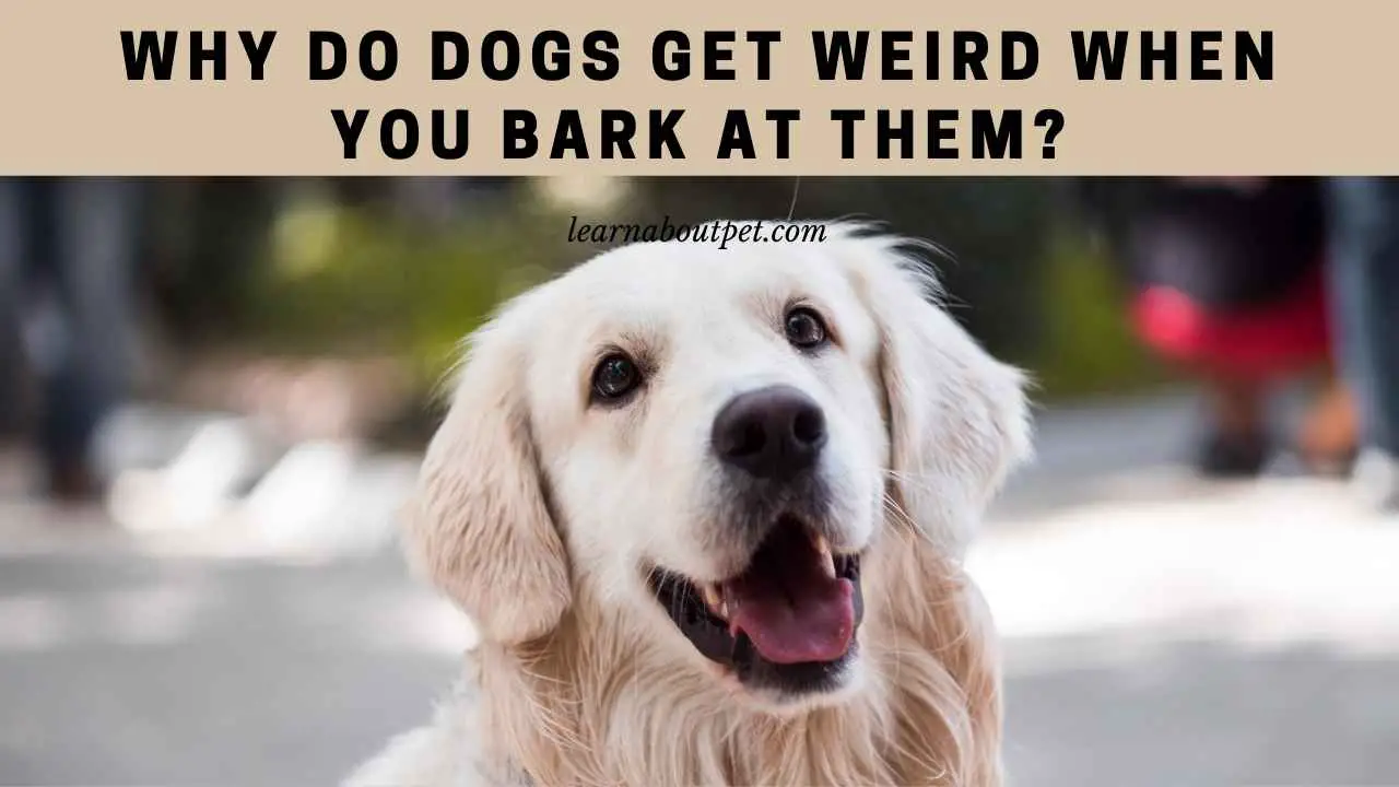 Why Do Dogs Get Weird When You Bark At Them? - 2024