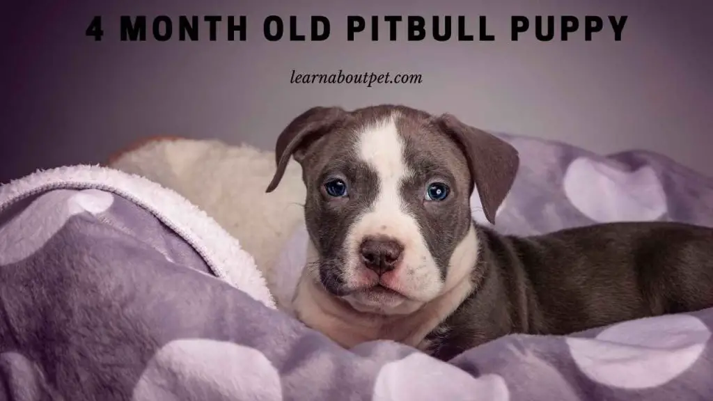 4 month old pitbull puppy