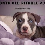4 Month Old Pitbull : Cool Temperament, Size Chart, Behavior