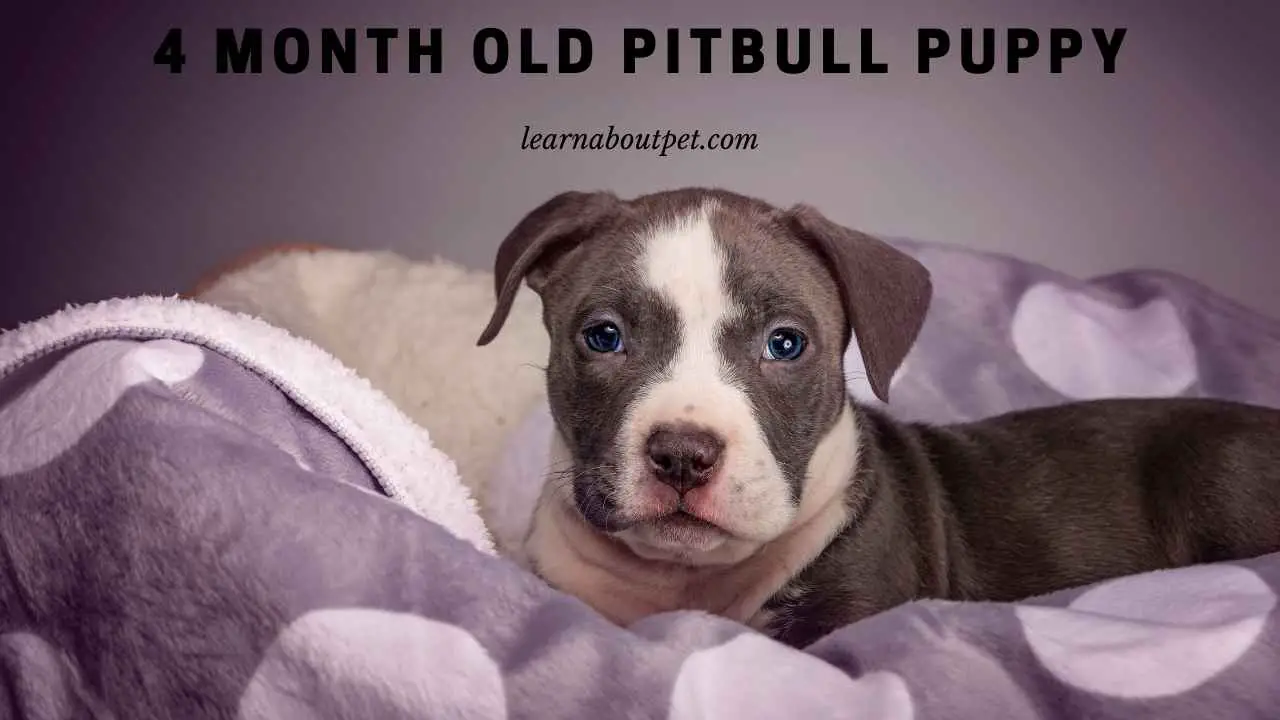 4 Month Old Pitbull Cool Temperament, Size Chart, Behavior