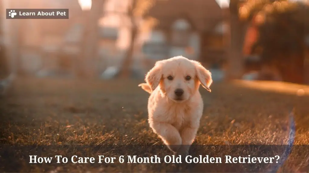 6 Month Old Golden Retriever : How To Care, Cool Temperament