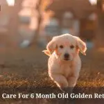 6 Month Old Golden Retriever : How To Care, Cool Temperament