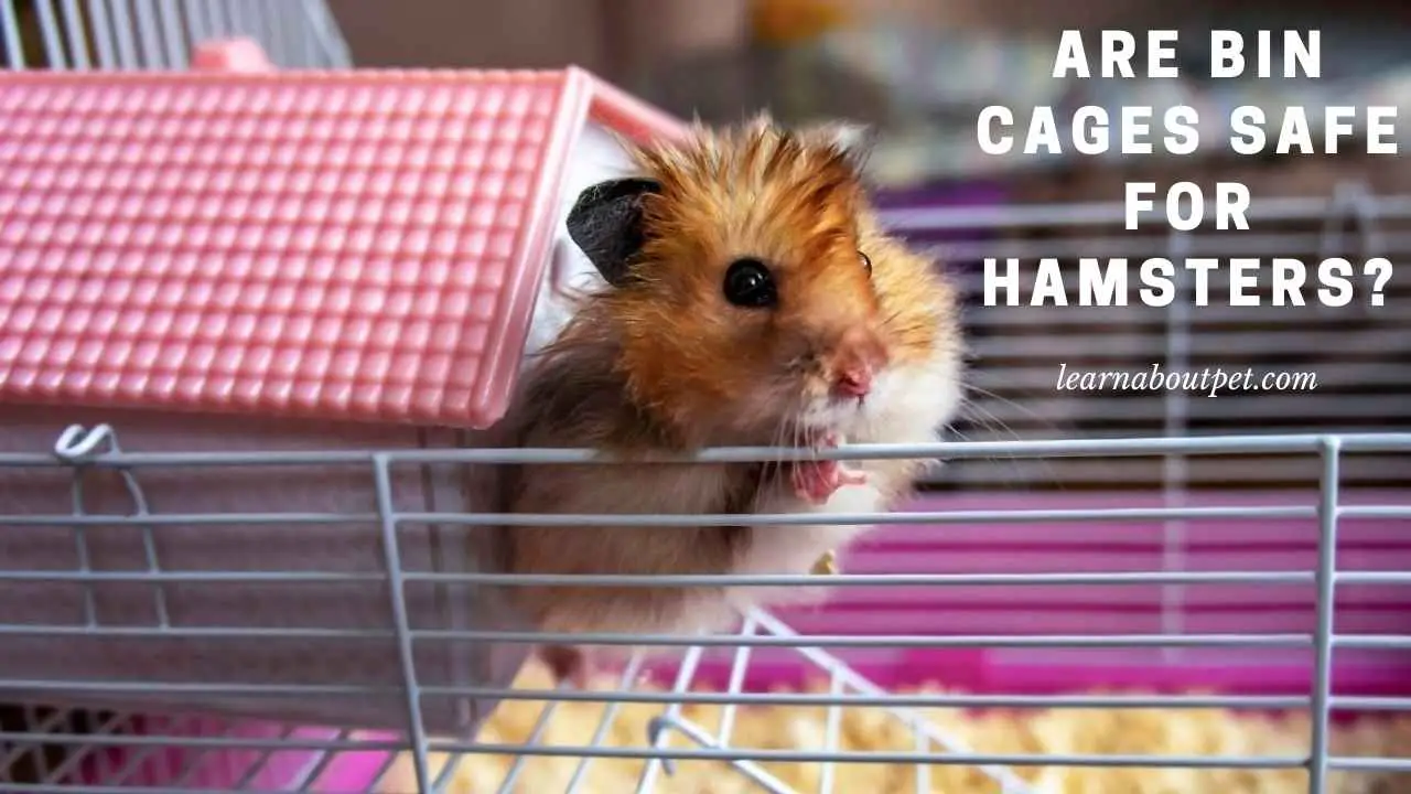 Are Bin Cages Safe For Hamsters And Other Animals? 7 Clear Facts