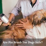 pin brush for dogs