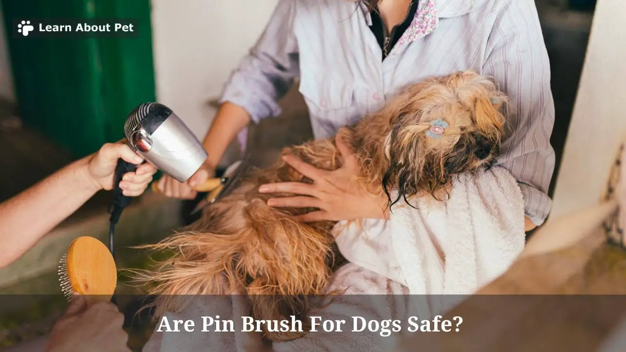 Are Pin Brush For Dogs Safe? (9 Interesting Facts) 2023