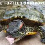 Are Turtles Omnivores Or Carnivores Or Herbivores? 9 Clear Facts