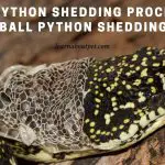 Ball Python Shedding Process : (9 Interesting Facts)