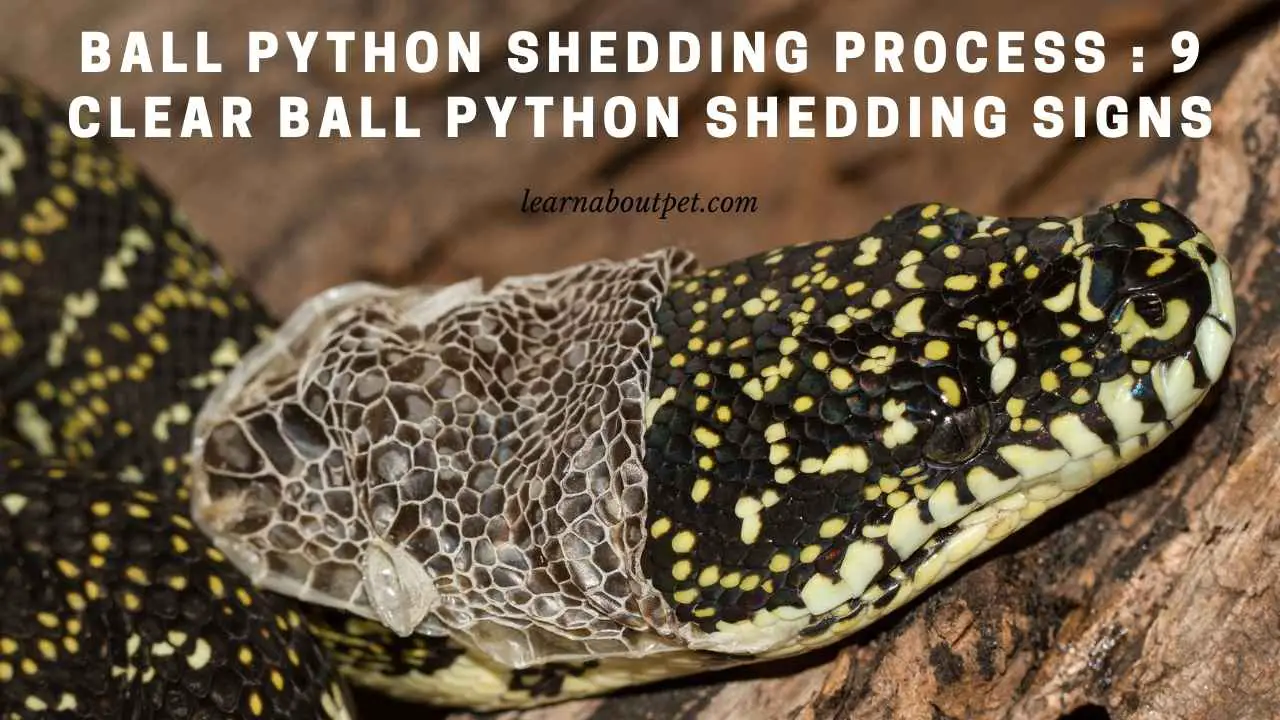 Ball Python Shedding Process : (9 Interesting Facts) - 2022