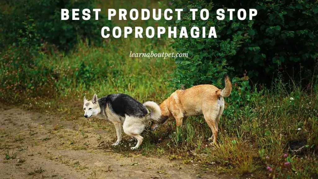 Best product to stop coprophagia