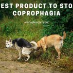 best product to stop Coprophagia