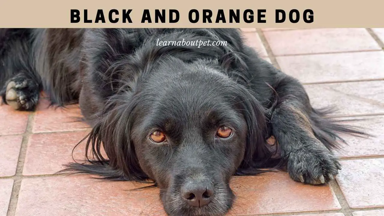 Black And Orange Dogs (9 Interesting Dog Breed Facts) 2023