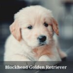 Blockhead Golden Retriever