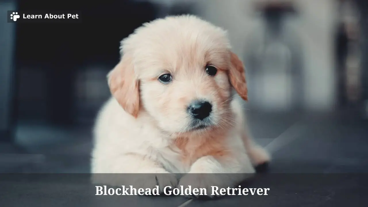 Blockhead Golden Retriever (9 Interesting Facts) 2024