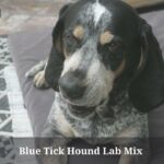 Blue Tick Hound Lab Mix : 3 Cool Traits, Temperament