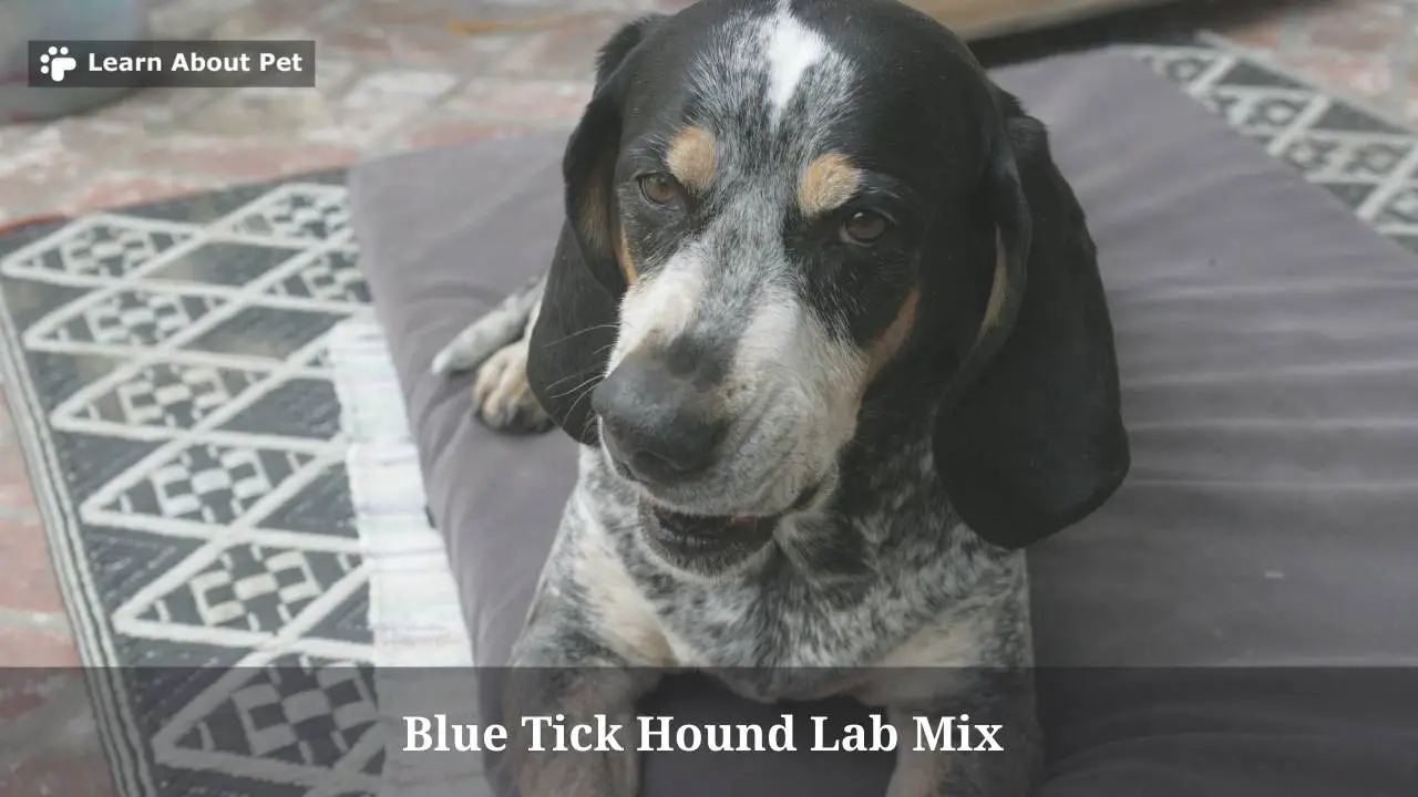 blue tick hound black lab mix
