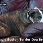 Brindle Boston Terrier Dog Breed : Rarity, Temperament, 3 Cool Pictures