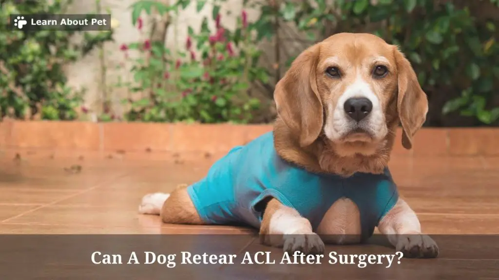 can-a-dog-retear-acl-after-surgery-9-menacing-facts-2023